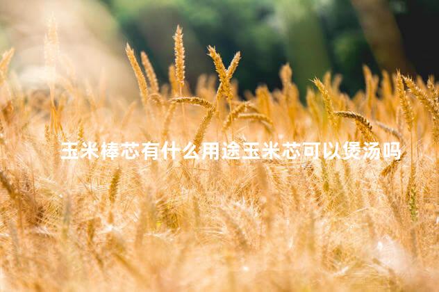 玉米棒芯有什么用途玉米芯可以煲汤吗