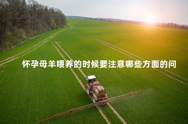 怀孕母羊喂养的时候要注意哪些方面的问题呢