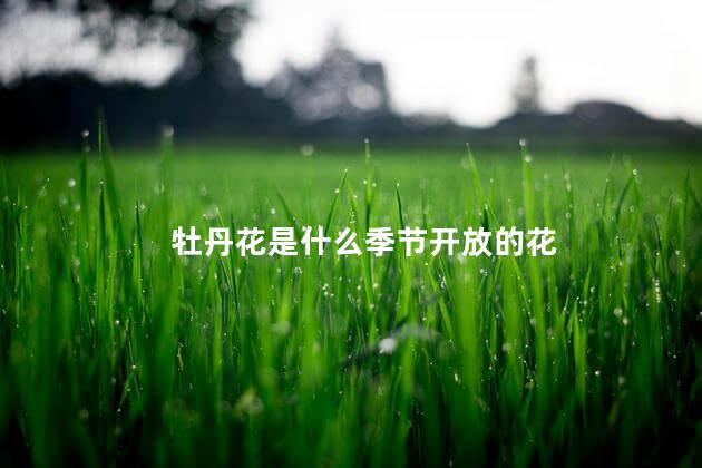 牡丹花是什么季节开放的花