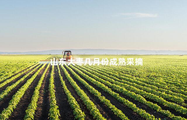 山东大枣几月份成熟采摘
