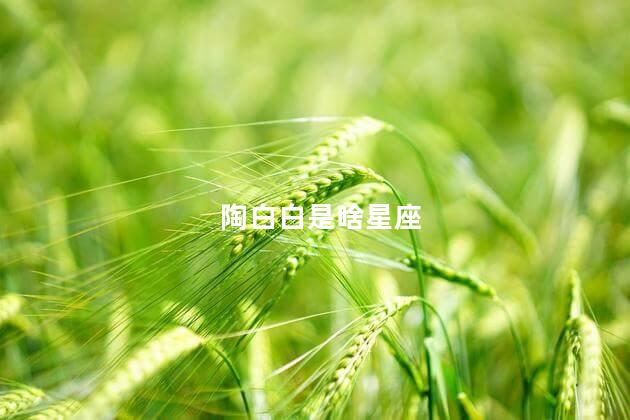 陶白白是啥星座
