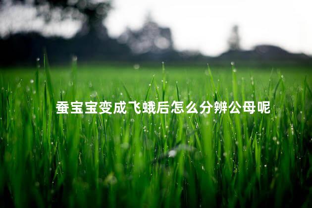 蚕宝宝变成飞蛾后怎么分辨公母呢