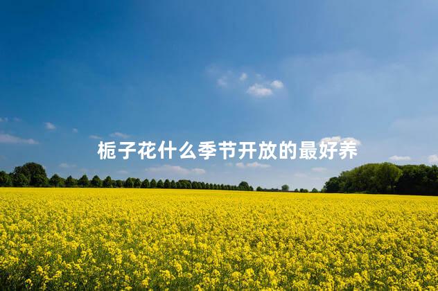 栀子花什么季节开放的最好养