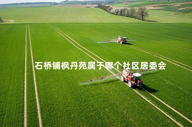 石桥铺枫丹苑属于哪个社区居委会