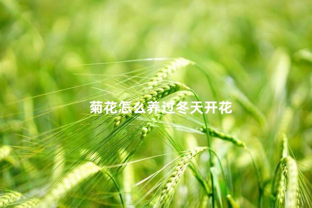 菊花怎么养过冬天开花