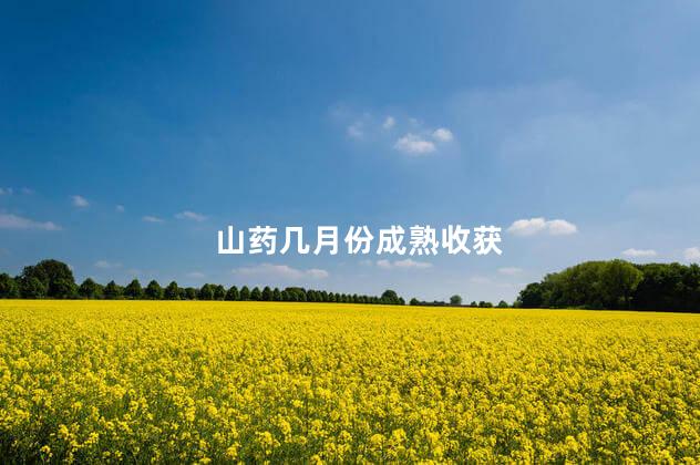 山药几月份成熟收获