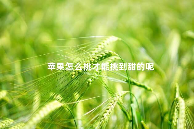 苹果怎么挑才能挑到甜的呢