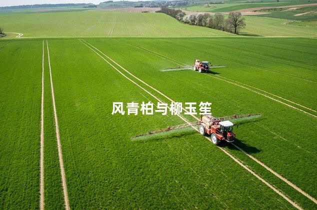 风青柏与柳玉笙
