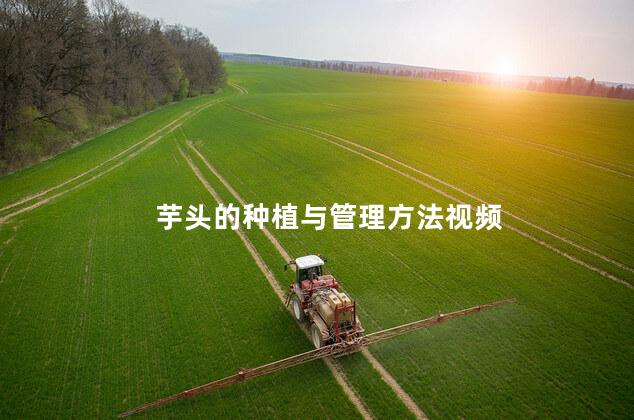 芋头的种植与管理方法视频