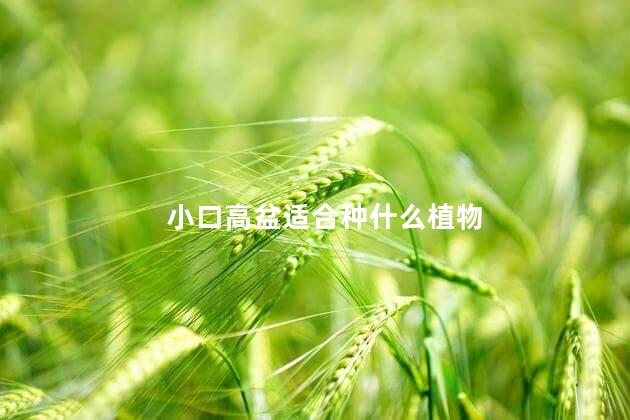 小口高盆适合种什么植物