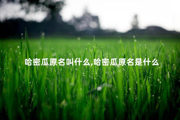 哈密瓜原名叫什么,哈密瓜原名是什么