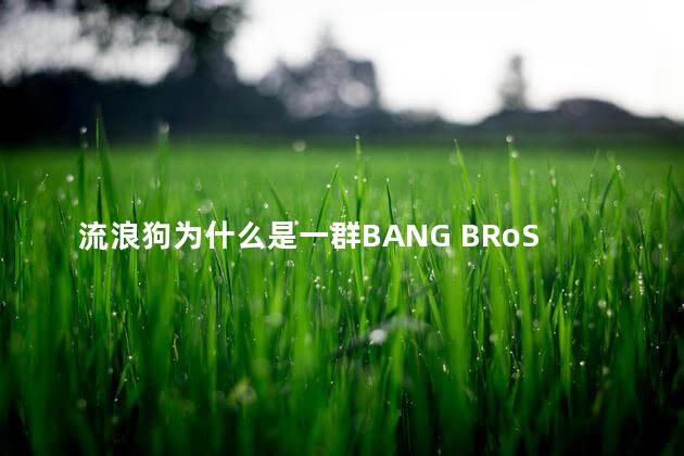 流浪狗为什么是一群BANG BRoS