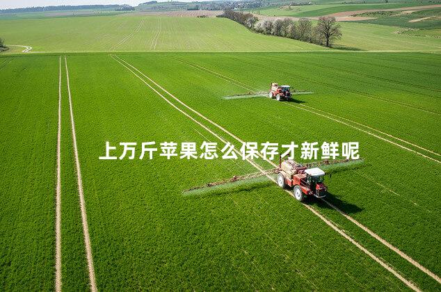 上万斤苹果怎么保存才新鲜呢