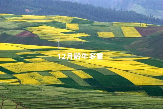 12月龄牛多重
