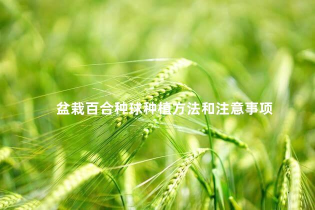 盆栽百合种球种植方法和注意事项