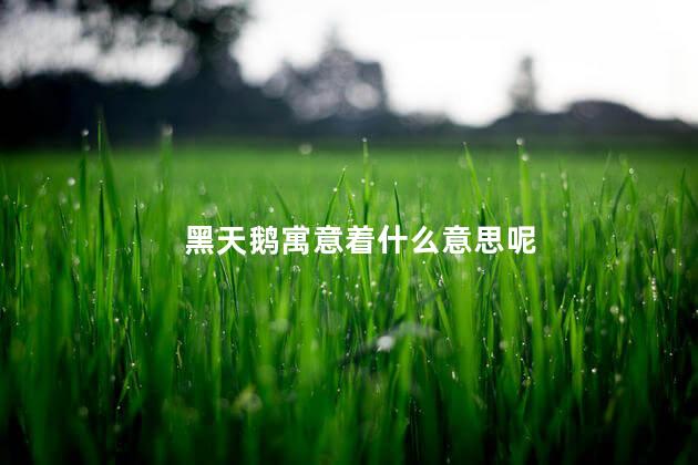 黑天鹅寓意着什么意思呢