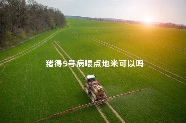 猪得5号病喂点地米可以吗