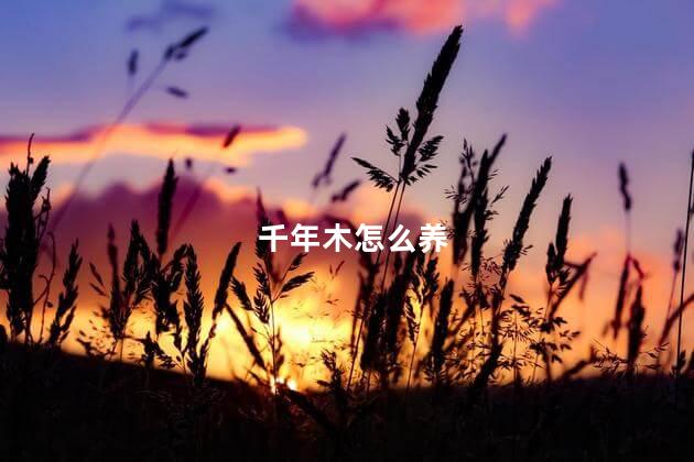 千年木怎么养