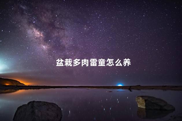 盆栽多肉雷童怎么养