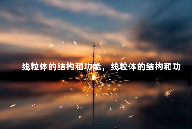 线粒体的结构和功能，线粒体的结构和功能是怎样相适应的